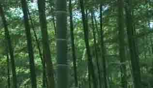 竹林