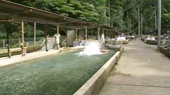 稚魚