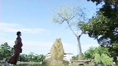 衣掛柳
