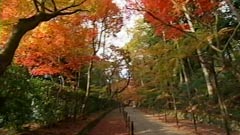 もみじ参道