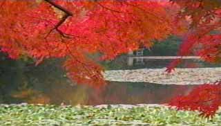 鏡容池