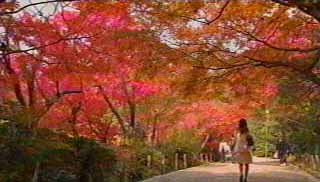 紅葉
