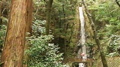 白滝