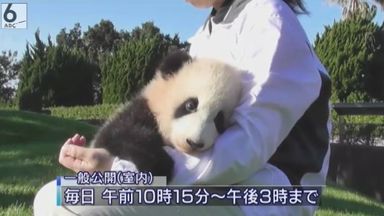 Abc Webnews 和歌山 パンダの赤ちゃん 彩浜 の日光浴
