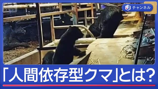 危険な「人間依存型クマ」特徴は？牛舎に5頭“同時出没”も