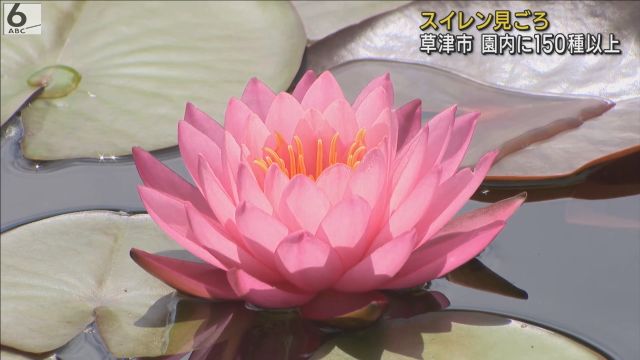 スイレン見ごろ 園内に150種以上 午前中の鑑賞がおすすめ 滋賀
