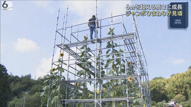 83歳男性が丹精込めて 高さ6メートル超「ジャンボひまわり」見ごろ
