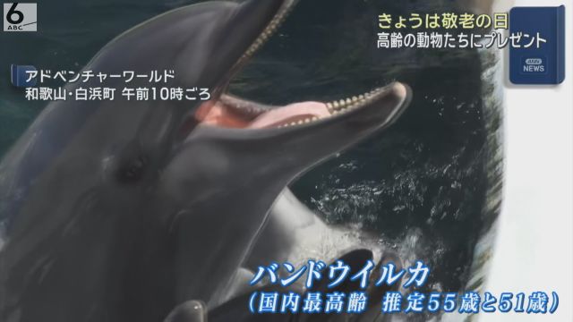 国内最高齢イルカ・人間なら90歳アフリカゾウに「敬老の日