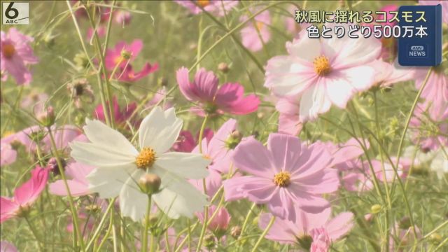 秋風に揺れる約500万本のコスモスが見頃 兵庫・丹波市