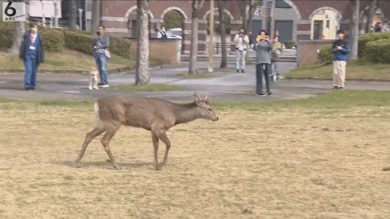 奈良公園 鹿 大阪