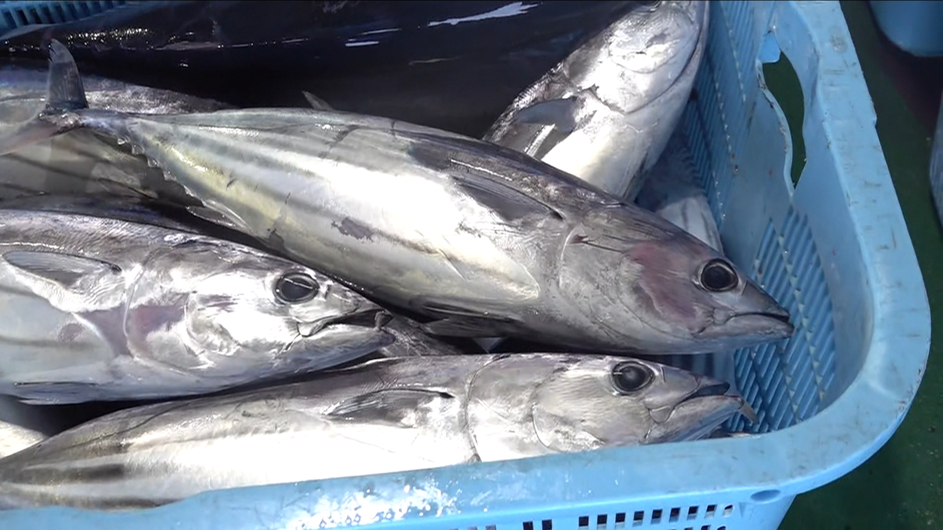 朗報！旬の初ガツオが例年よりお得！！ カツオ漁さかんな高知県で