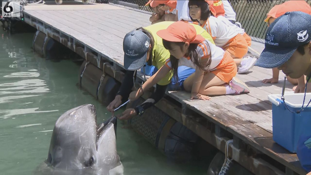 鯨の歯と台付き 和歌山・太地町でクジラの歯磨き、地元の園児ら招待 6月4日から「歯