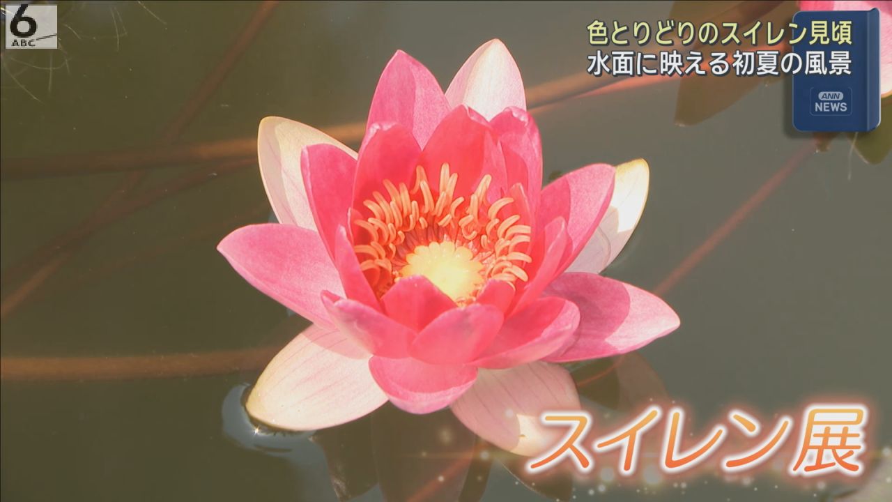 水面に映える初夏の風景 色とりどりのスイレン見頃 滋賀・草津市「水生