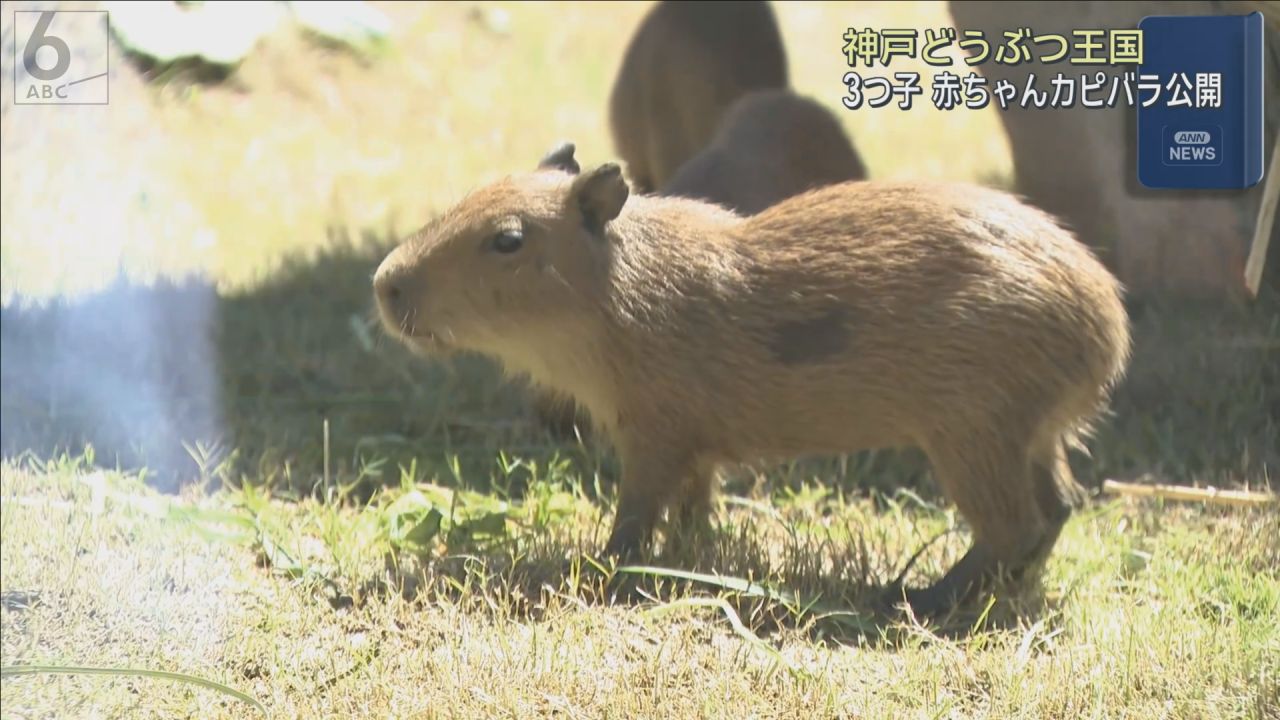3つ子の赤ちゃんカピバラがお披露目 神戸どうぶつ王国で初めて誕生