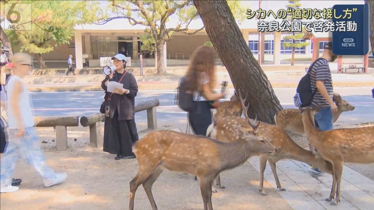 シカへの適切な接し方を呼びかけ！奈良公園で観光客向け啓発活動が実施