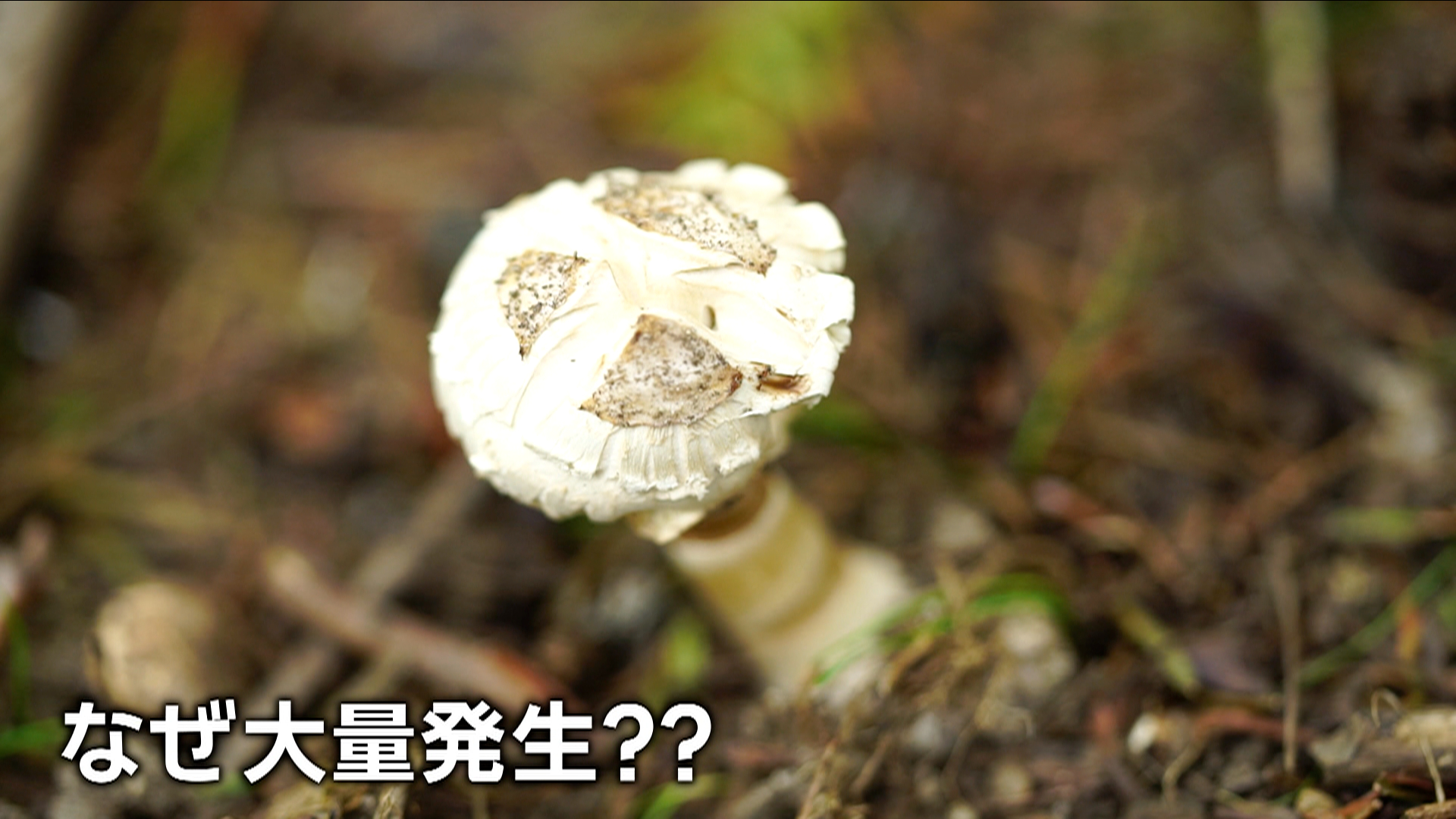 キノコ 子どもたちが遊ぶ公園にも…各地で「毒キノコ」大量発生のワケ 誤食で